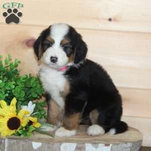 Party Cake, Bernedoodle Puppy